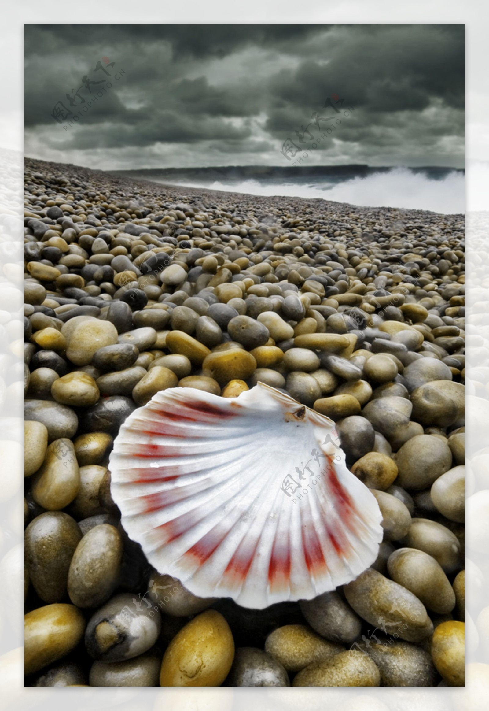海边卵石贝壳图片