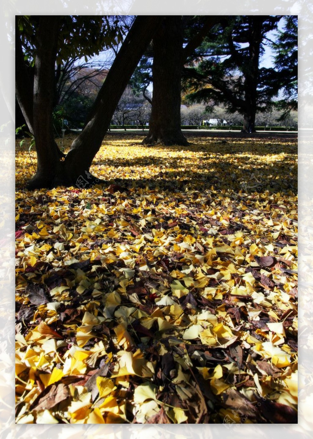 落叶式地毯图片