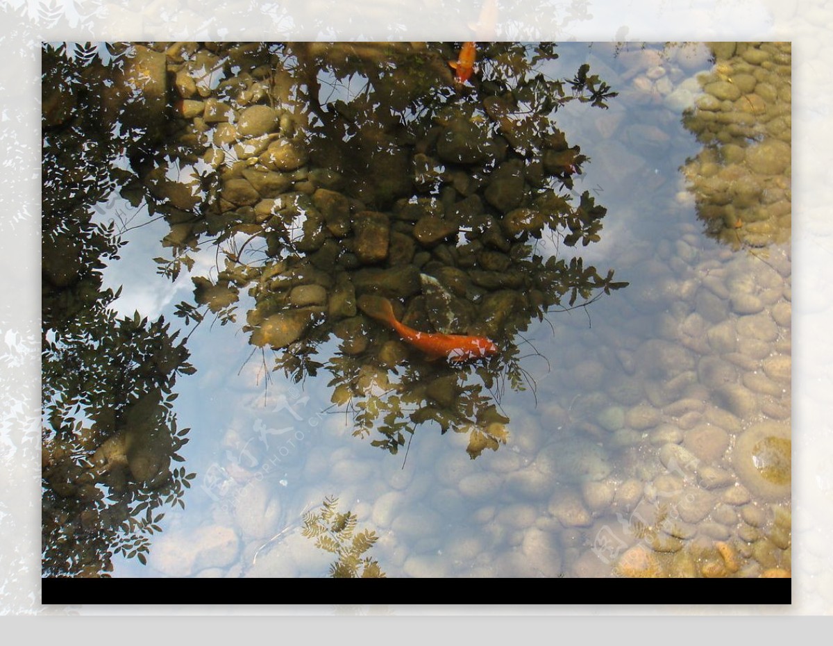 千岛湖红鲤鱼图片