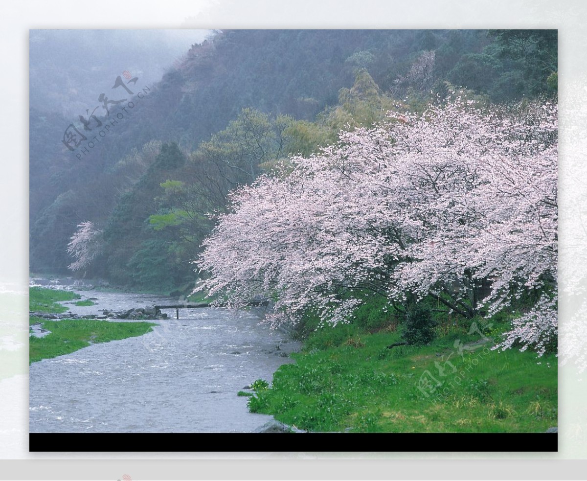 河边梨树开花图片