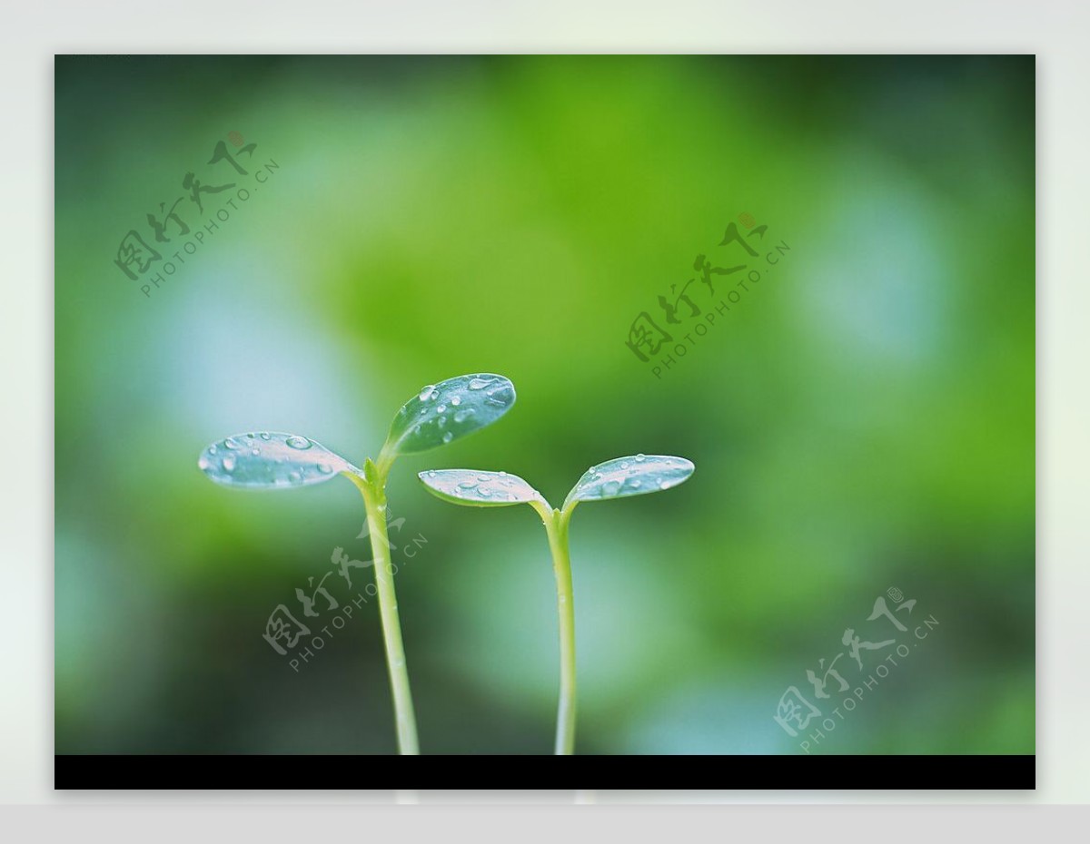 植物3幼芽图片