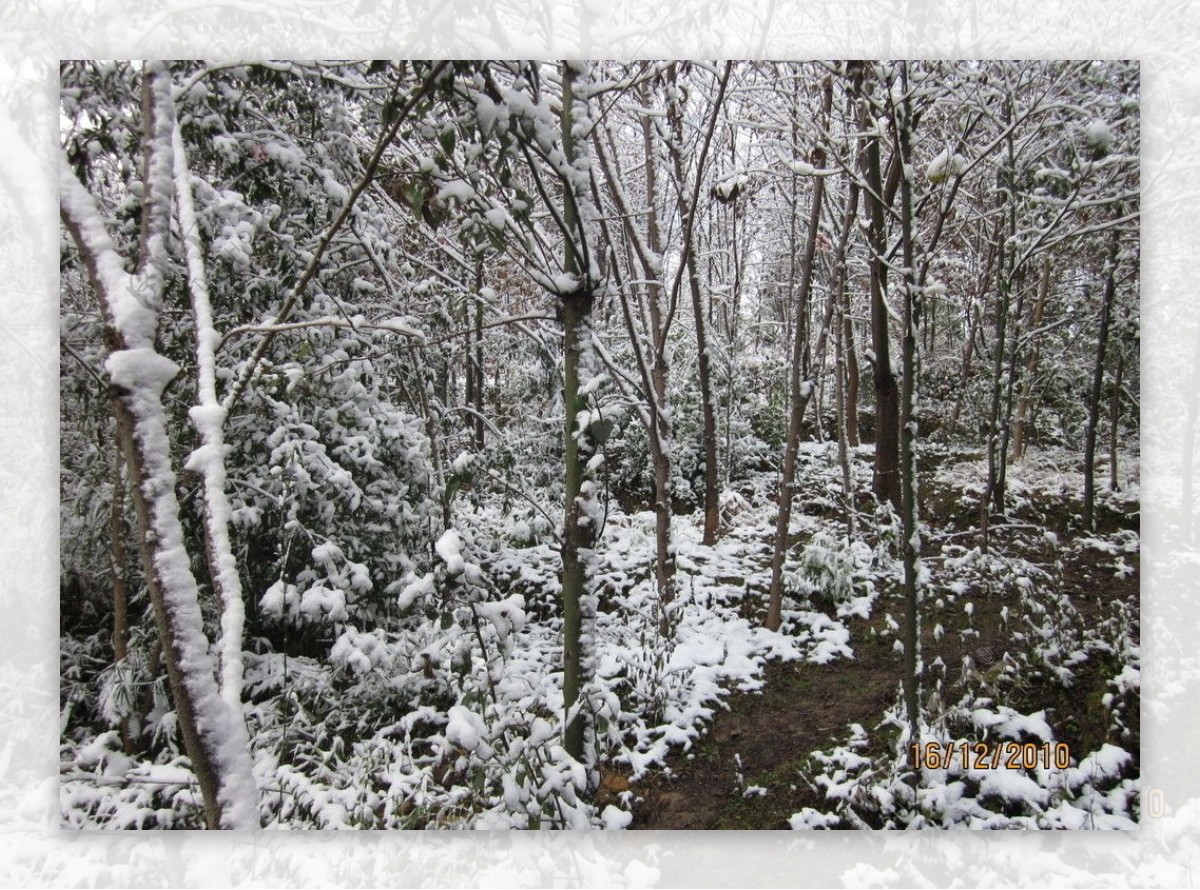 雪景树上的雪图片