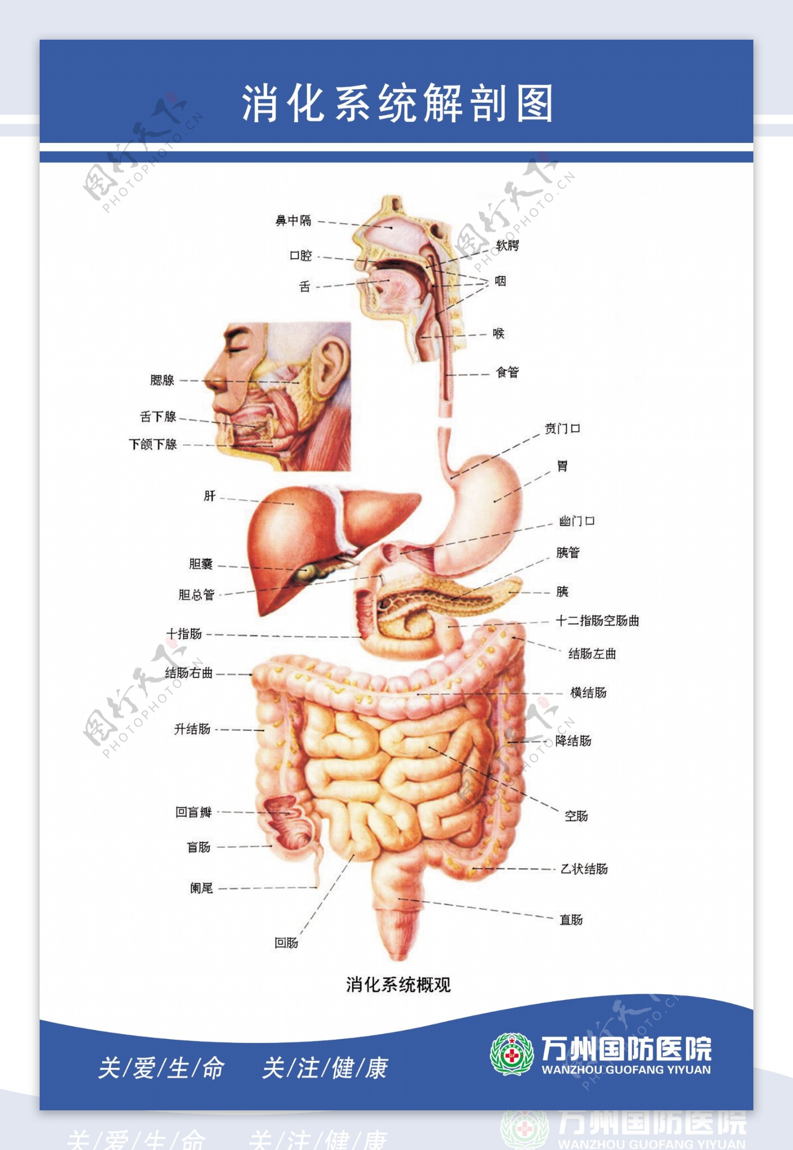 消化系统解剖图图片