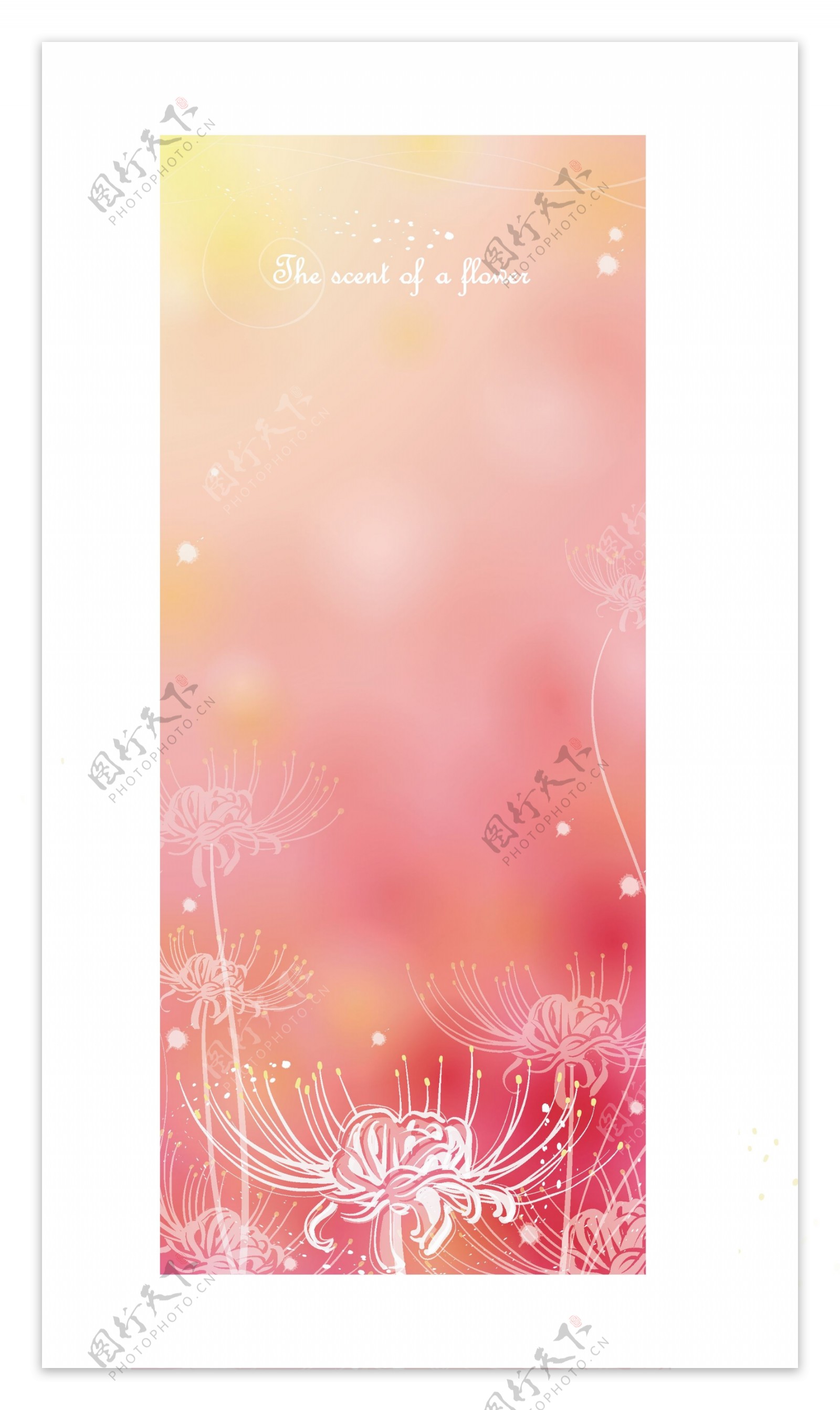 彩色柔美花卉背景图片