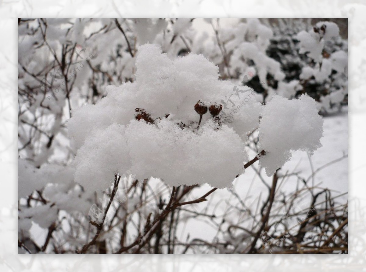 雪景近照图片