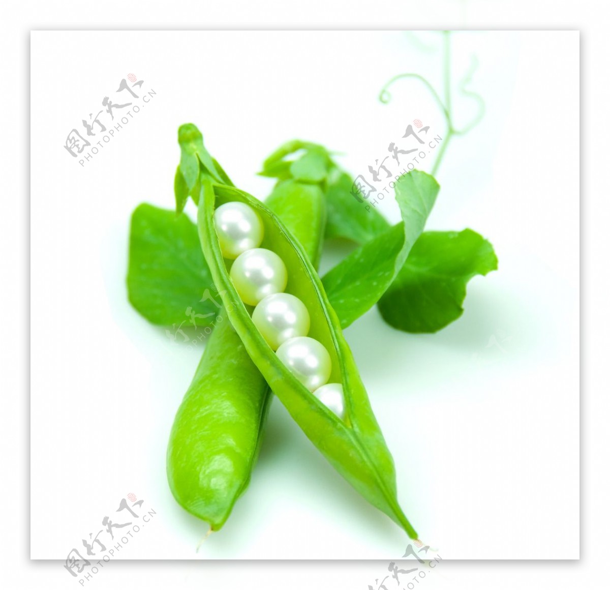 绿豆珍珠图片