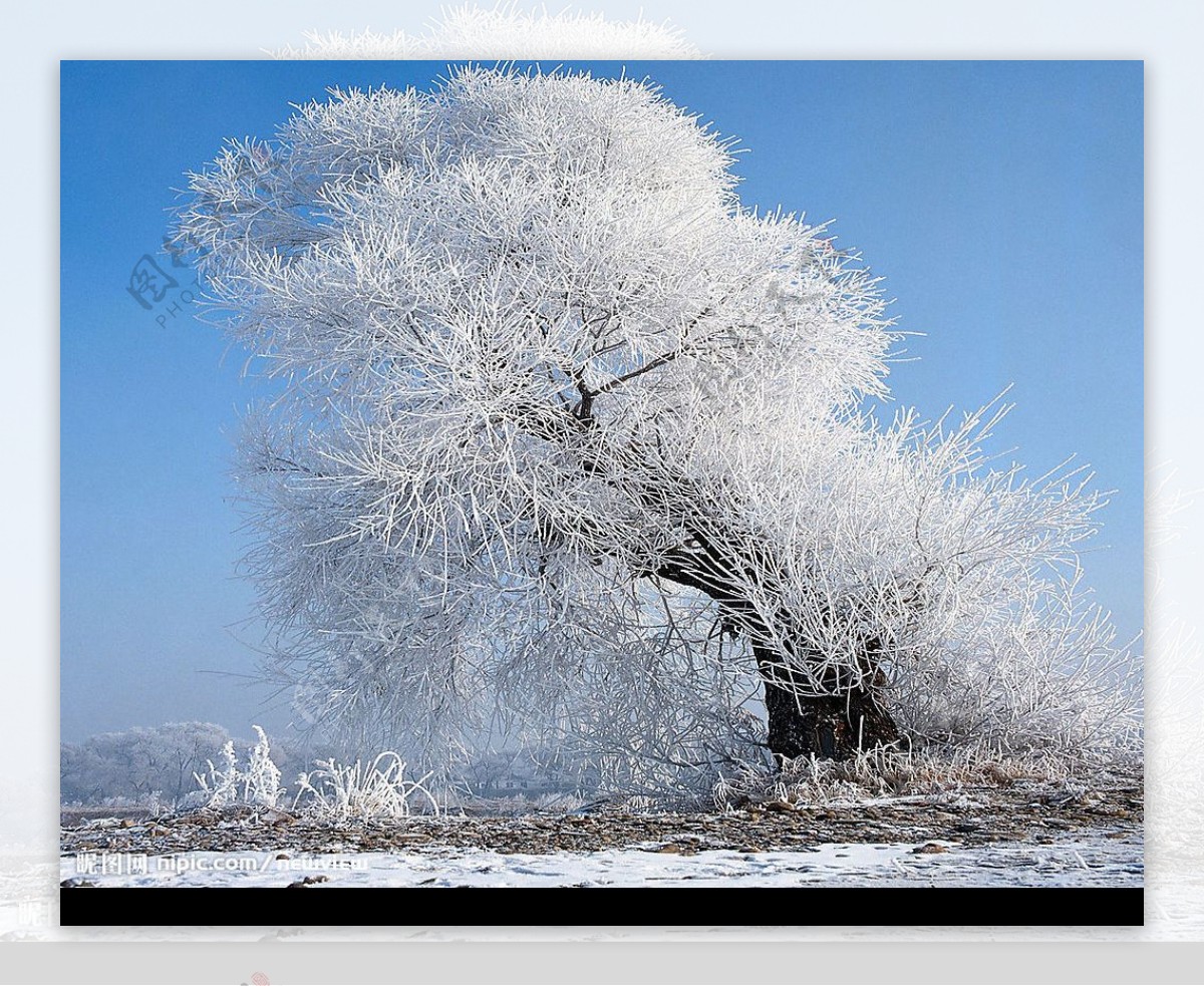 雪景雾凇图片