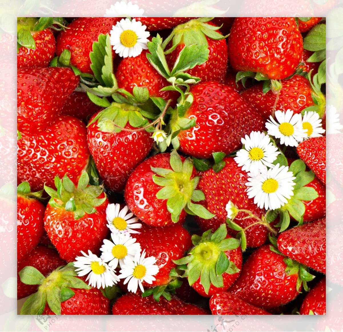 草莓摄影图__水果_生物世界_摄影图库_昵图网nipic.com