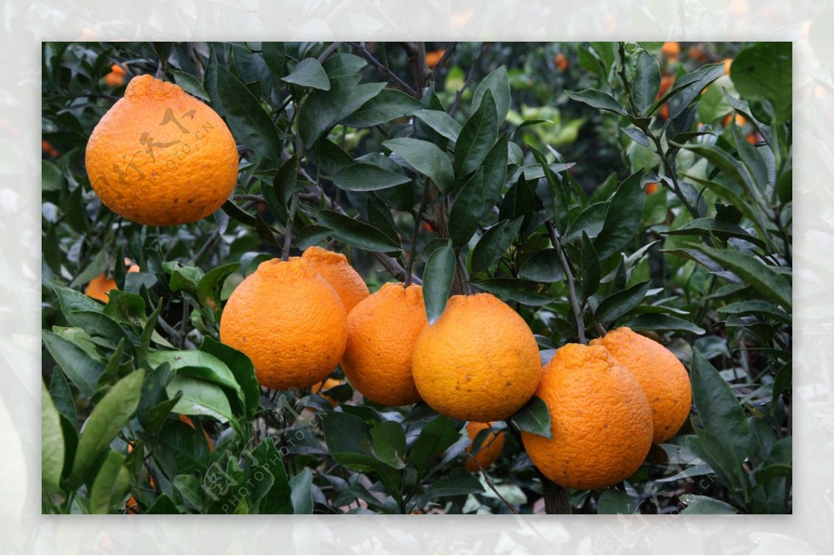 橙子橘子图片