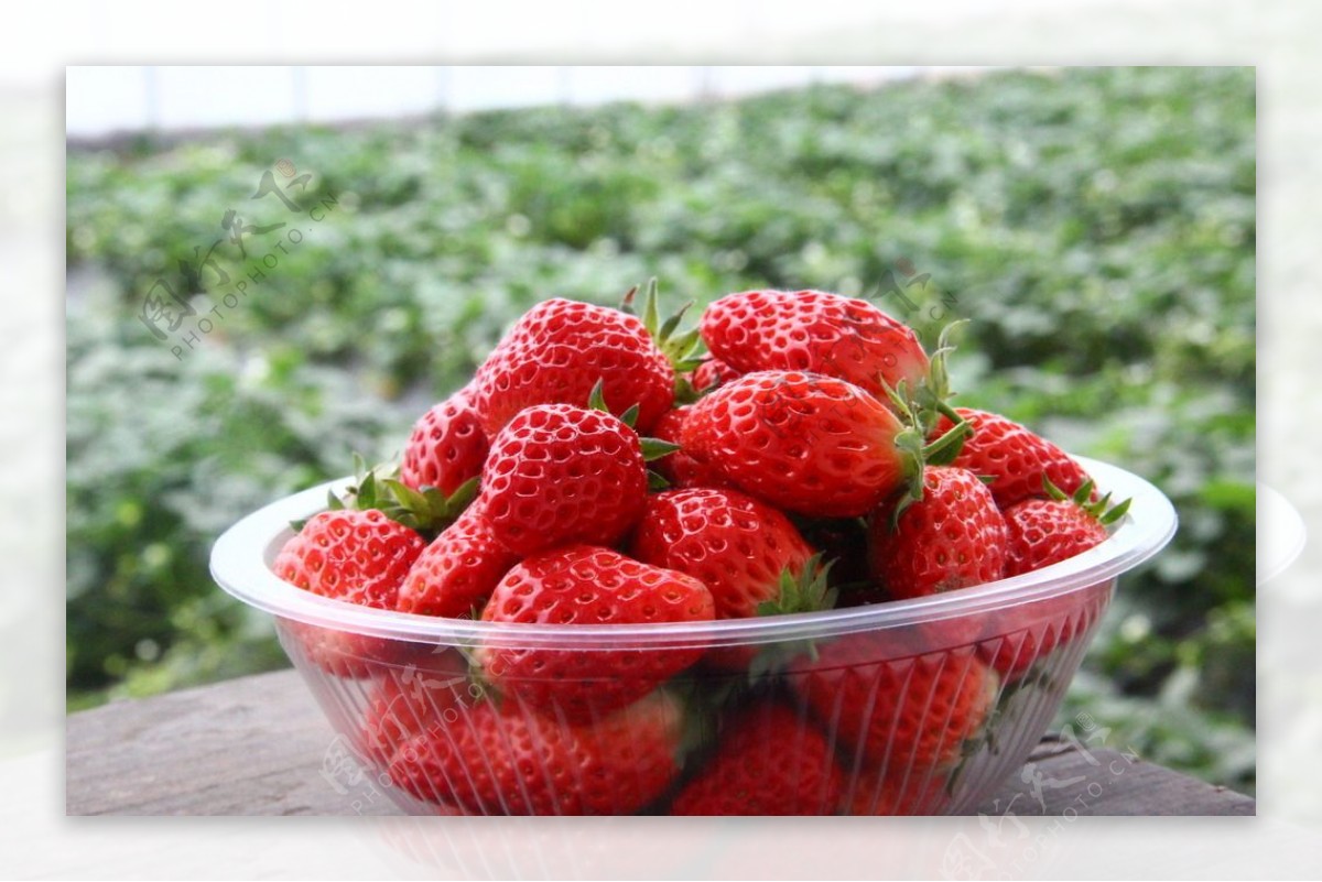 草莓新鲜草莓奶油草莓水果图片