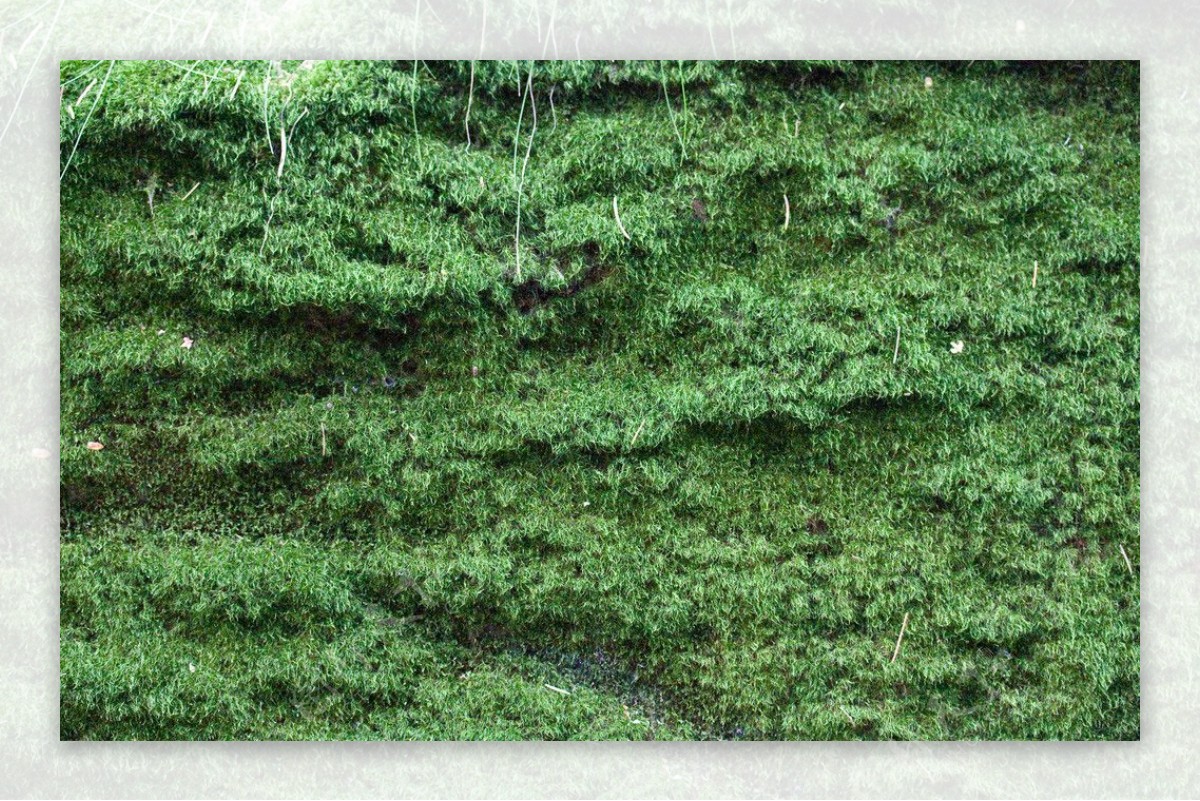 绿色岩壁图片