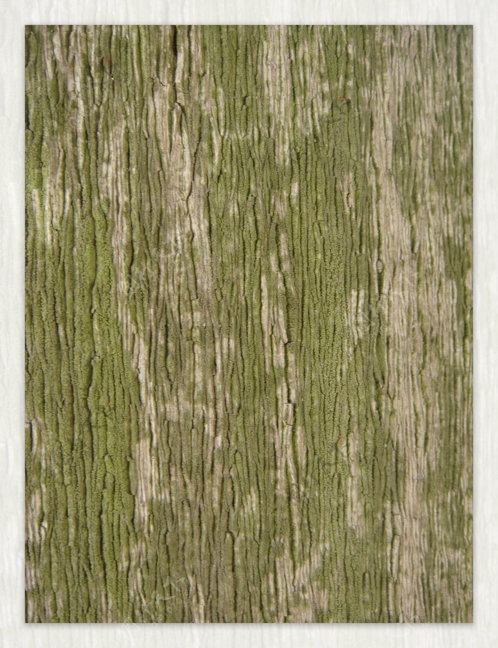 青苔树皮纹理材质图片