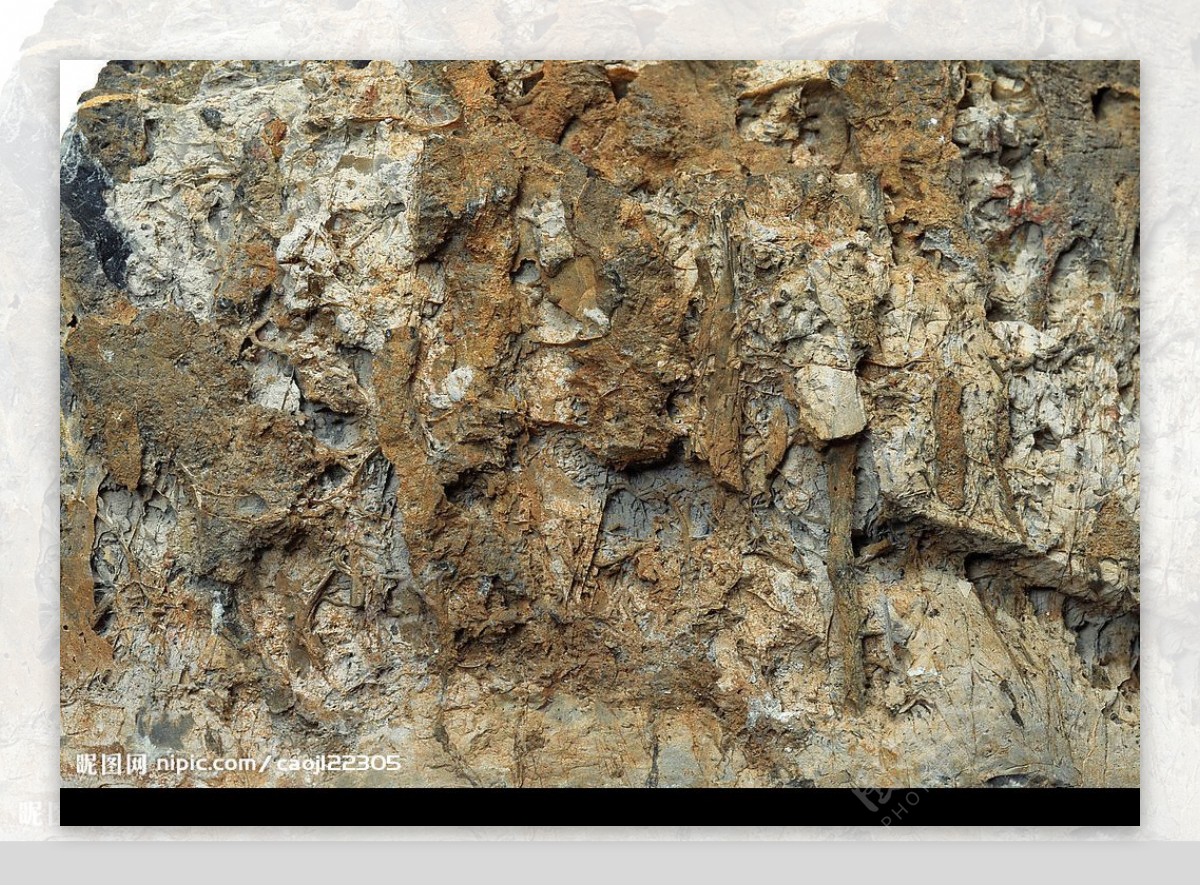 化石标本图片