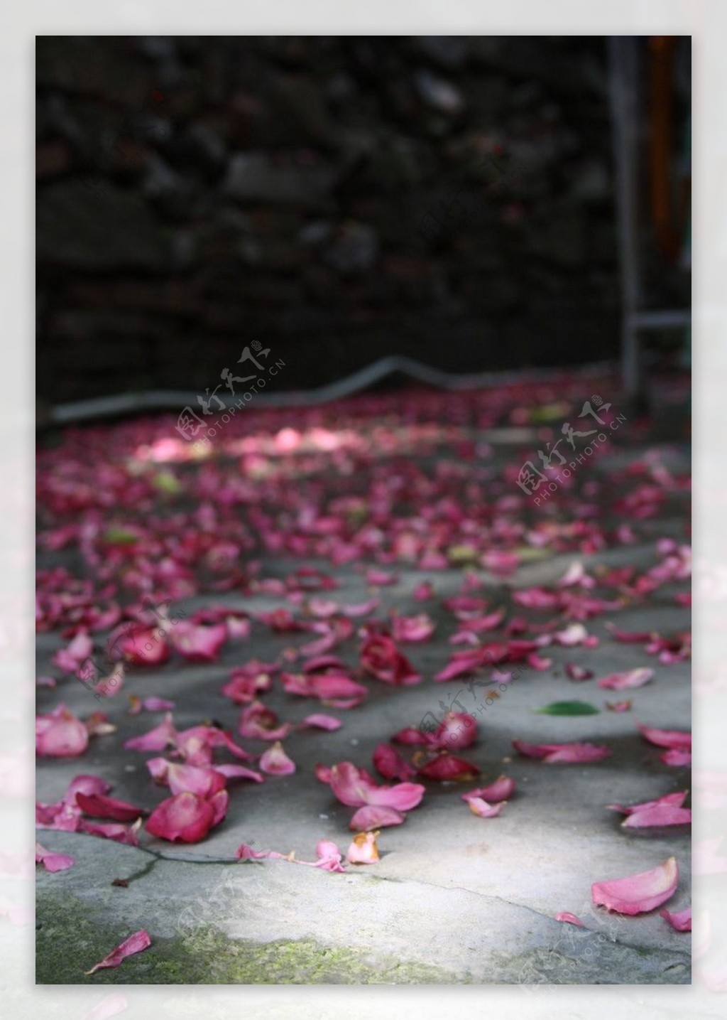 一地蔷薇图片