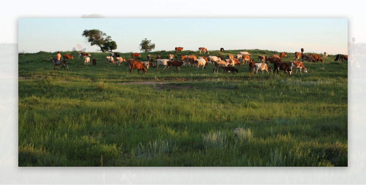 科尔沁草原牧马图片