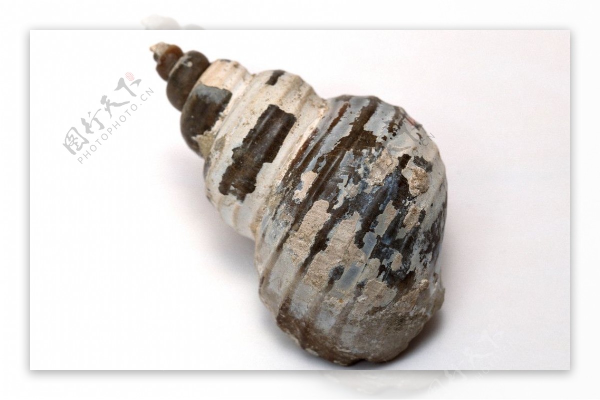 海螺化石海底化石科普化石地质化石鱼类昆虫图片