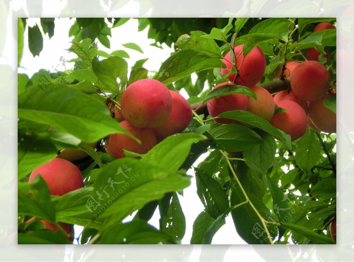 桃子果树图片