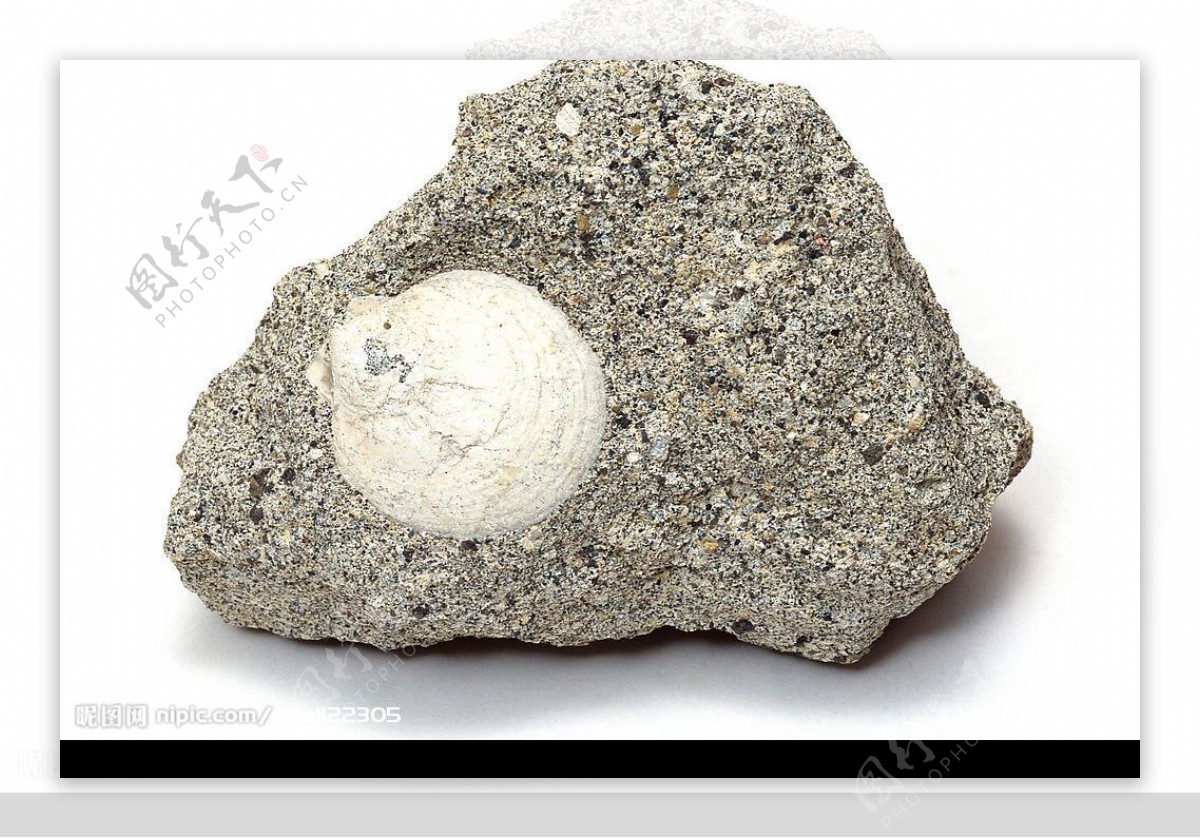 化石标本贝壳图片