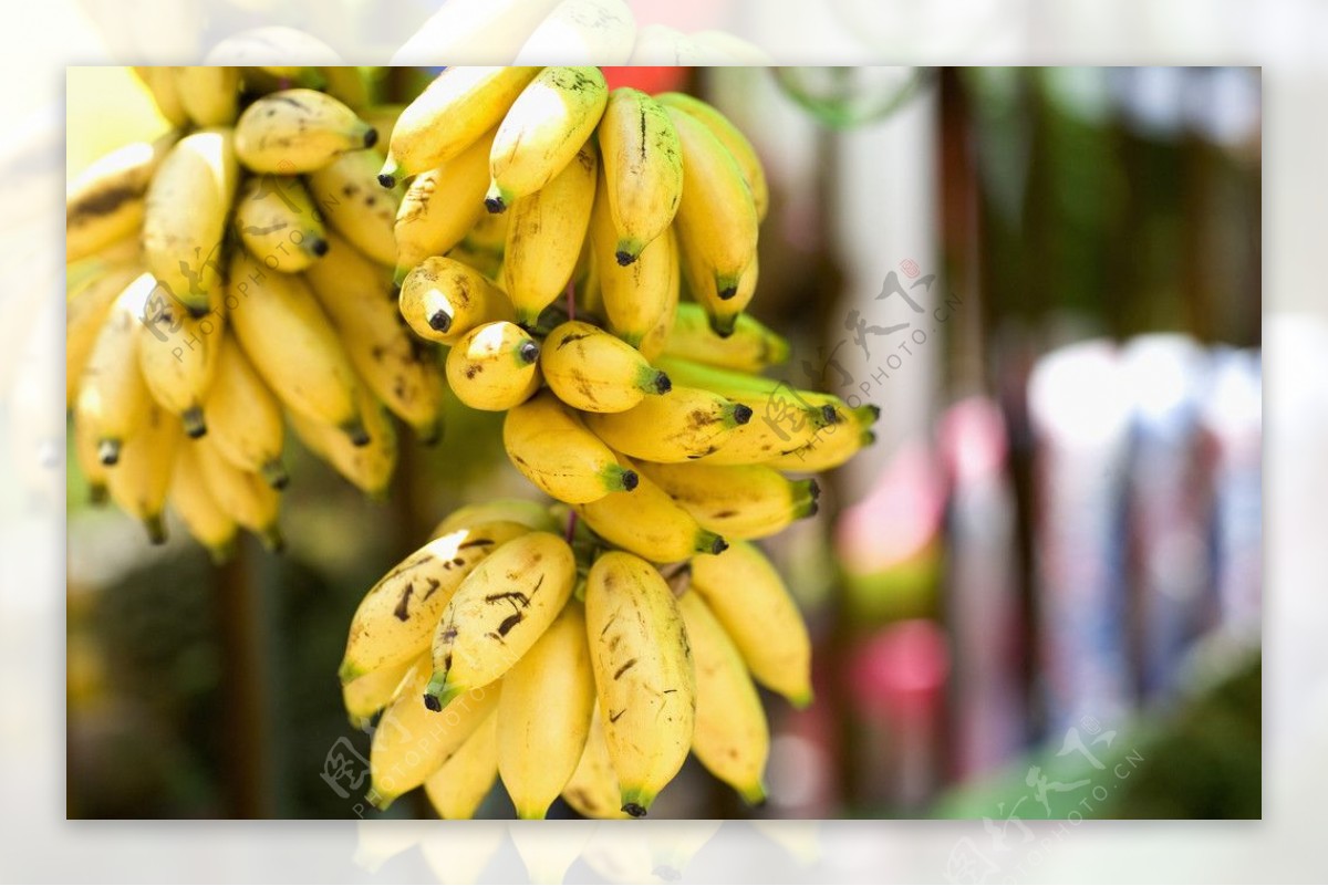 蜈支洲岛香蕉图片