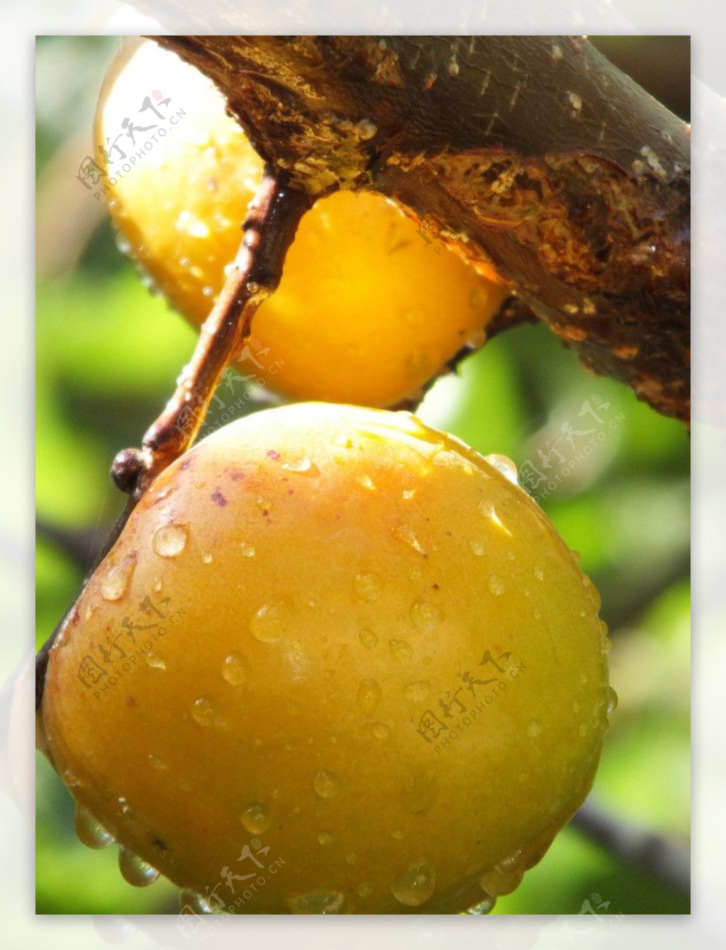 秀山养杏 少山红杏丨蜜甜蜜甜的杏子|摄影|产品摄影|陈默工作室 - 原创作品 - 站酷 (ZCOOL)