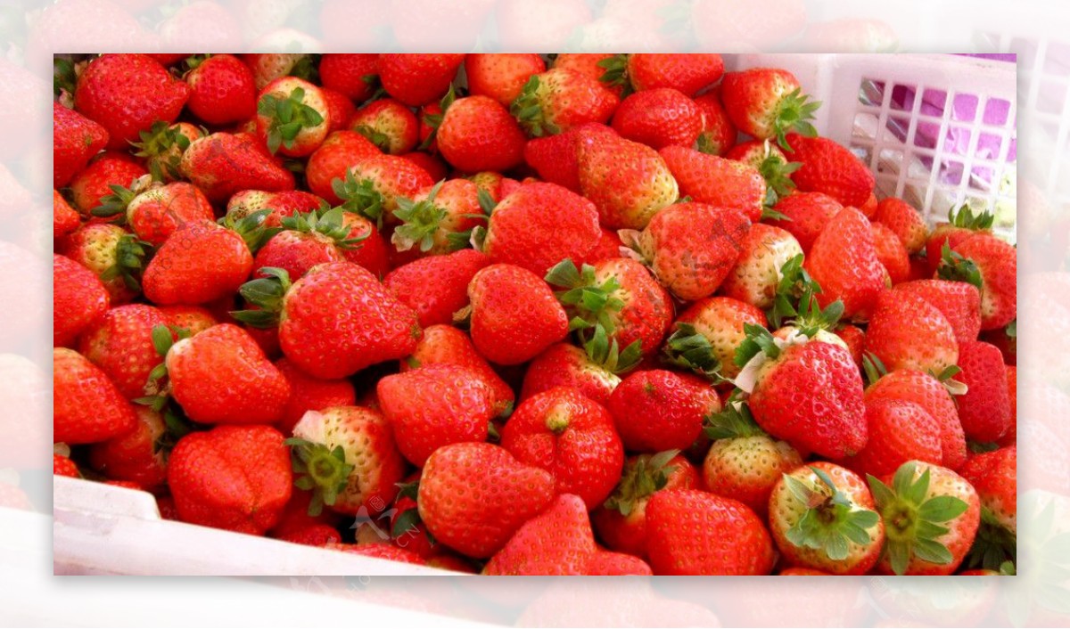 草莓草莓花草莓叶子图片