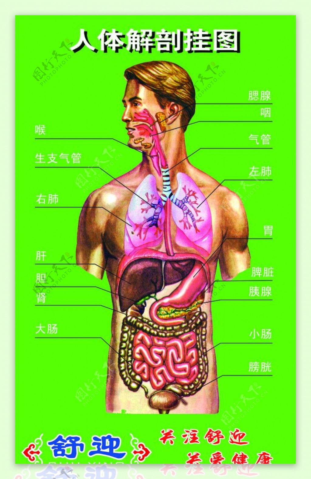 人体解剖挂图图片