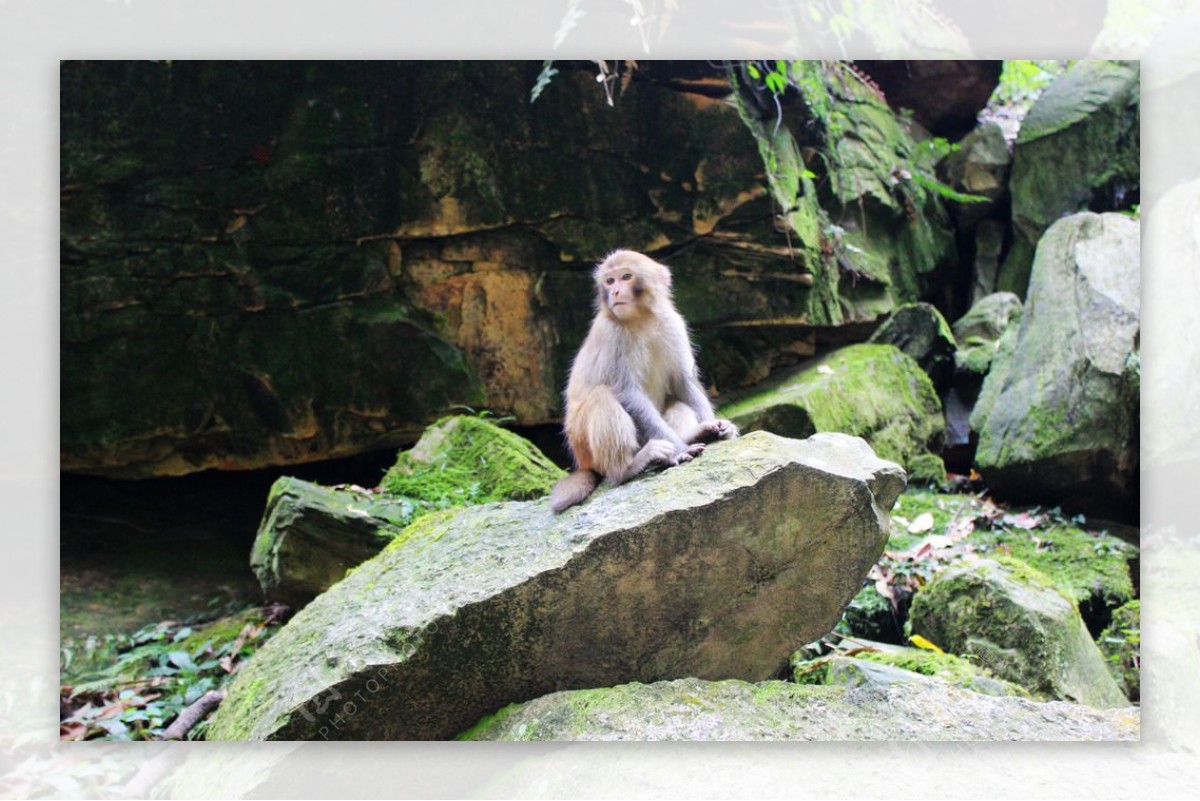 乱石上的猴子图片