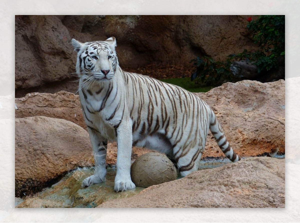 秦皇岛野生动物园白虎图片