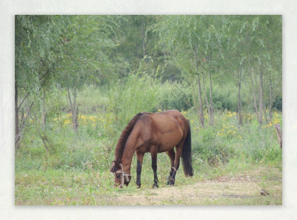 林中路旁的休息的马10图片_H5背景_背景底纹-图行天下素材网