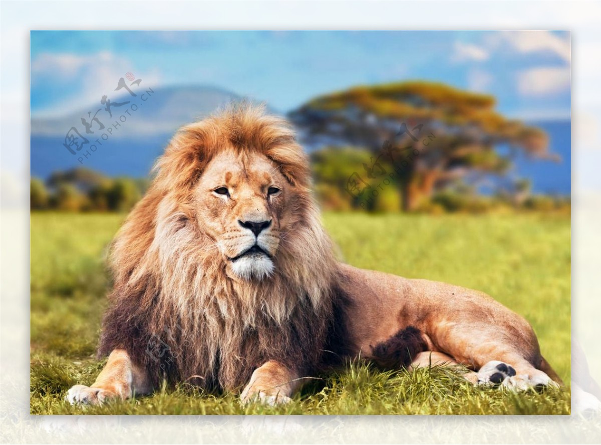 沉睡的大狮子野兽 库存照片. 图片 包括有 毛皮, 室外, 休息, 危险, 耳朵, 宠物, 茴香, 重婚 - 290110670