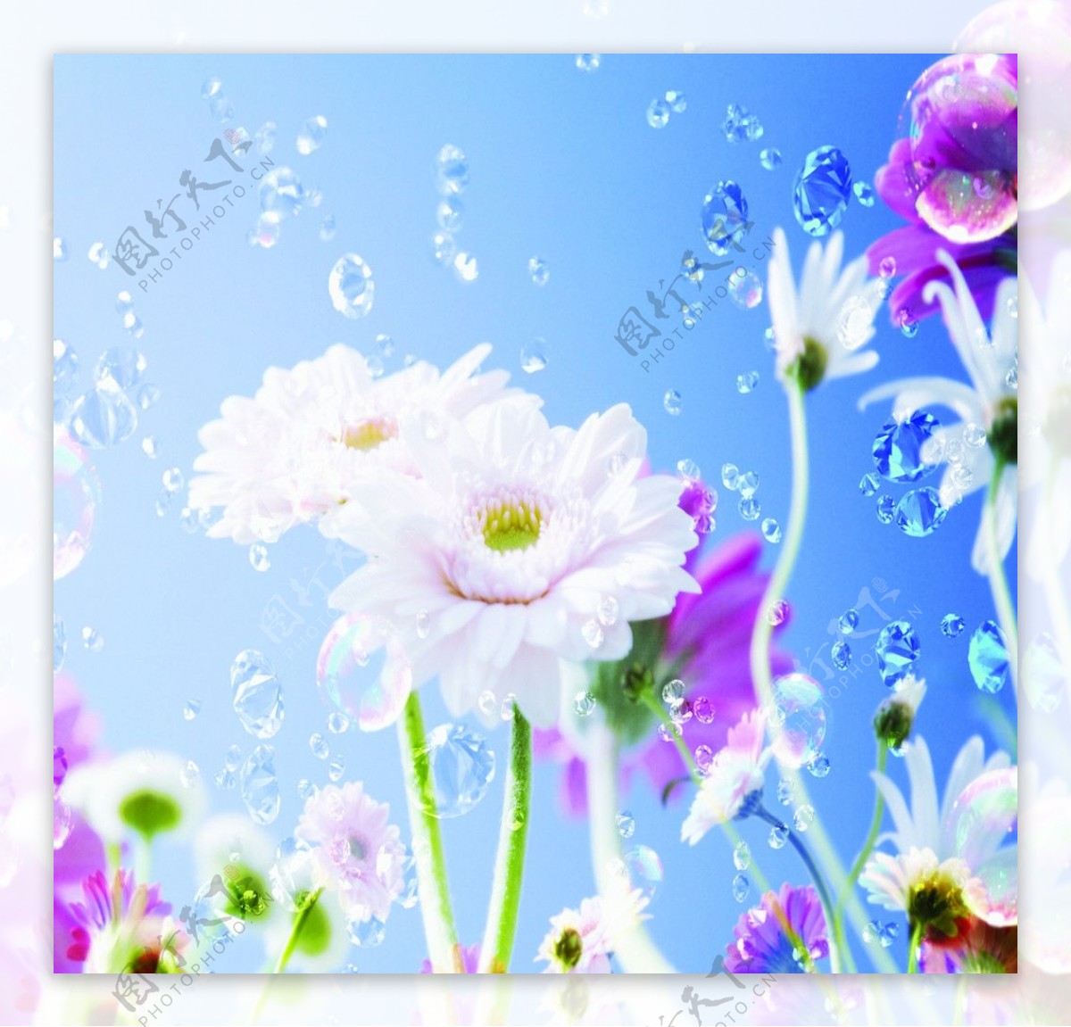 花朵水珠图片