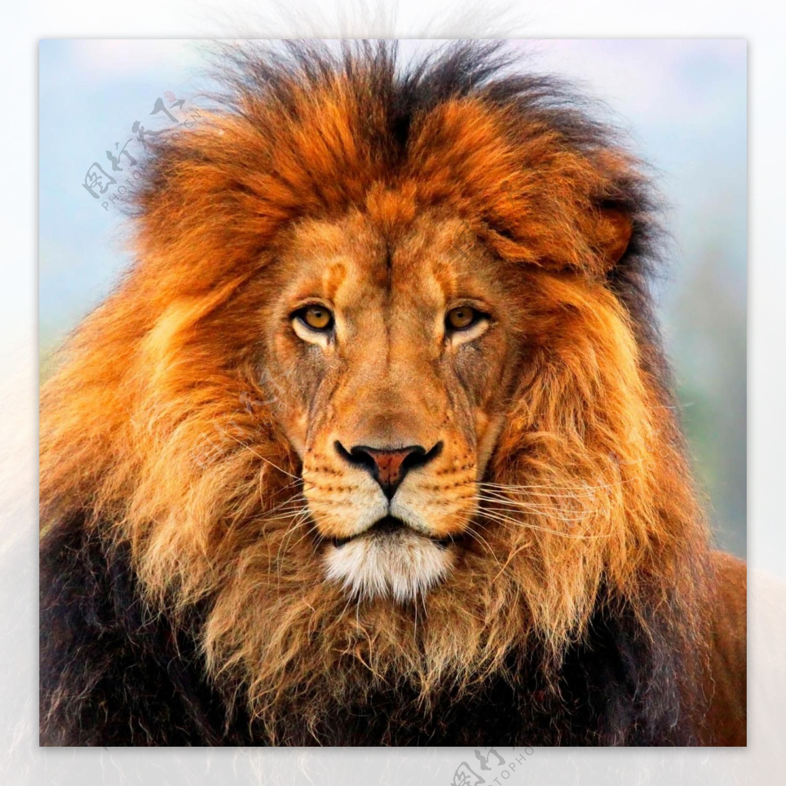 狮子头图片