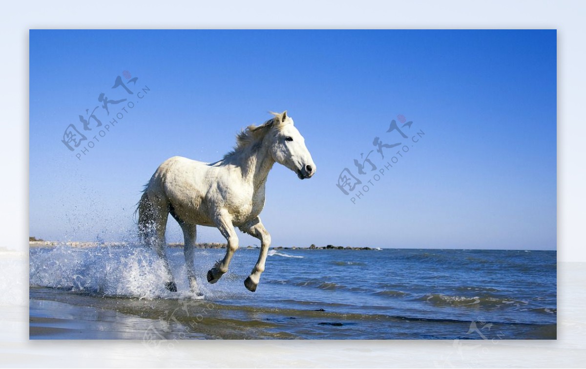海边奔驰的白马图片