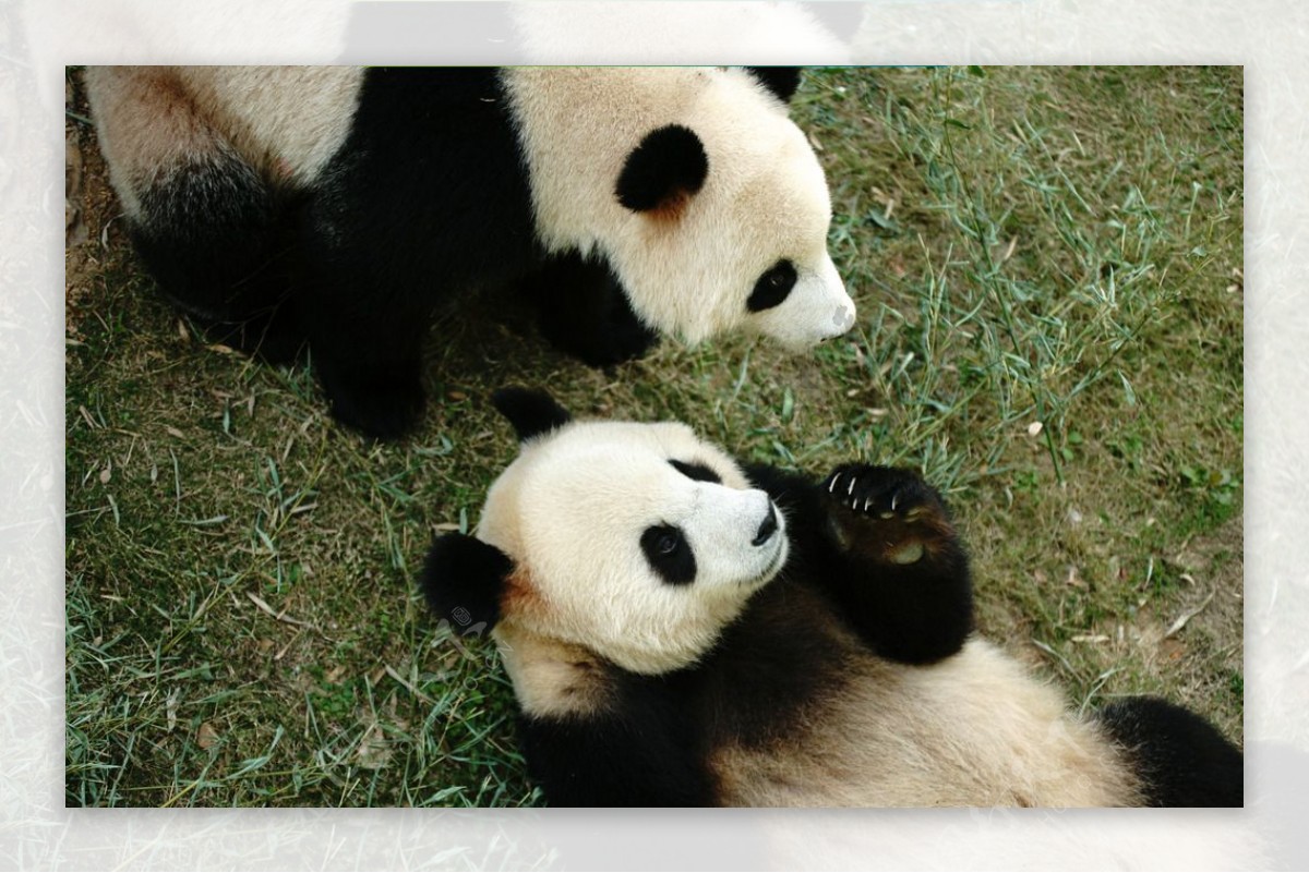 南山竹海熊猫摄影图片