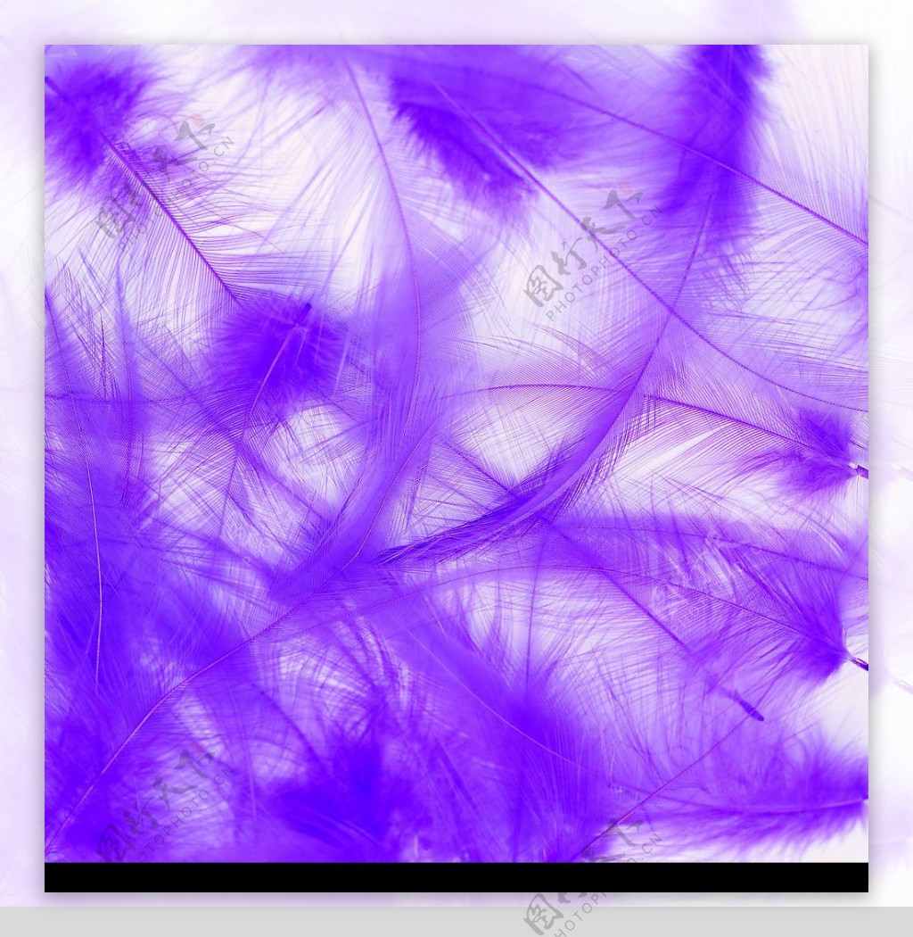 紫色羽毛底纹图片