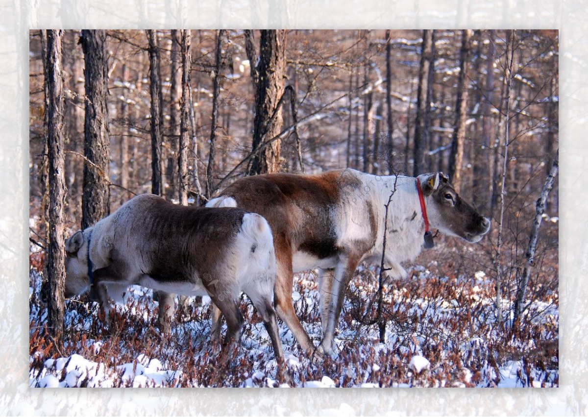 冬季猎民点的驯鹿图片
