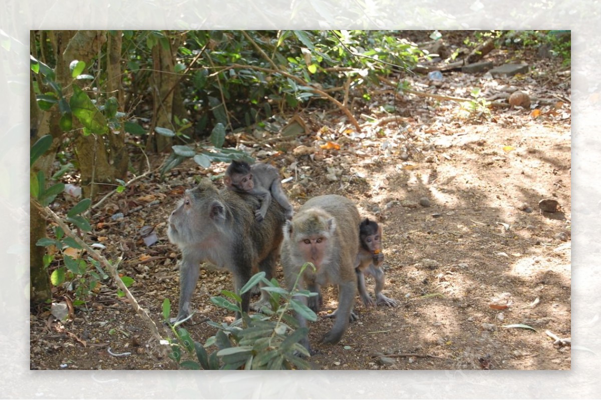 可爱的小猴子巴厘岛图片