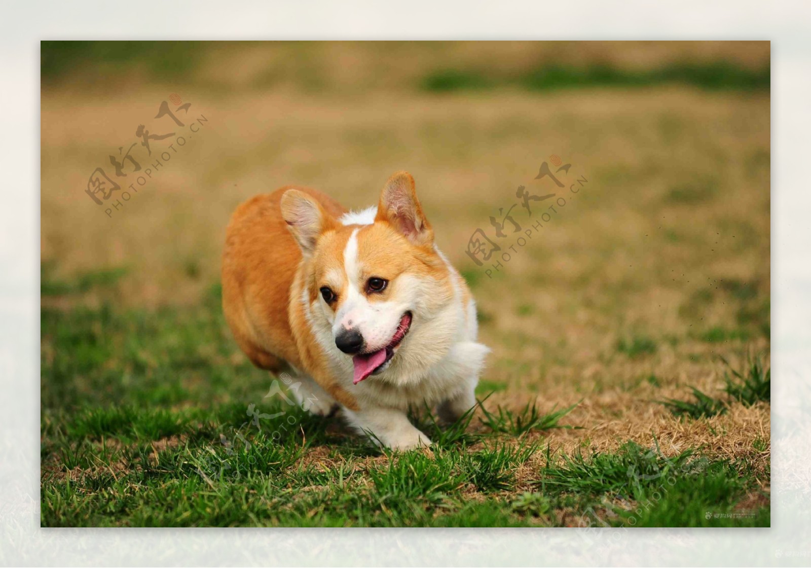 奔跑的狗狗图片