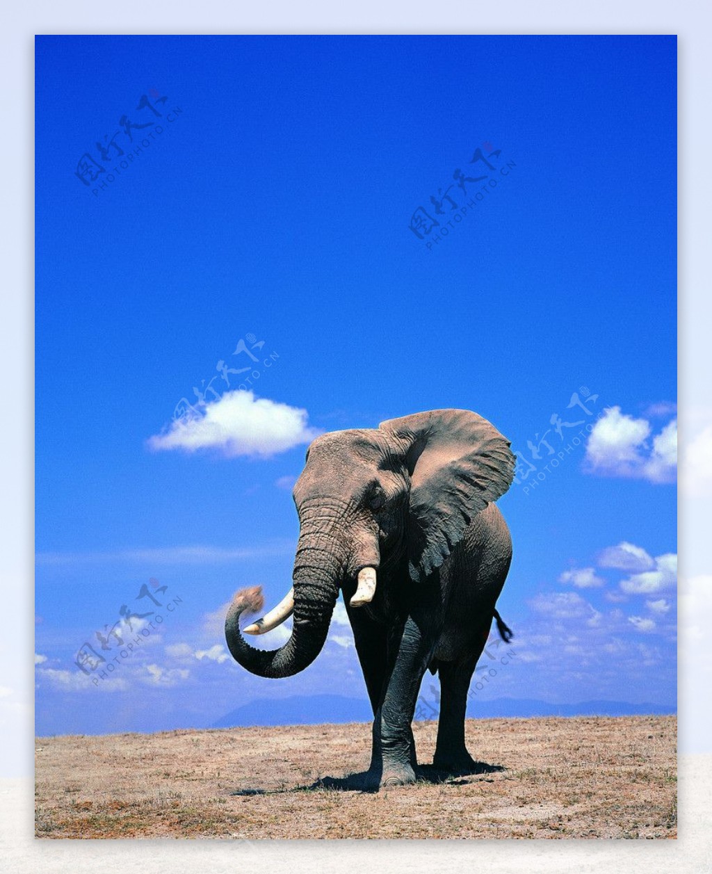 草地大象图片