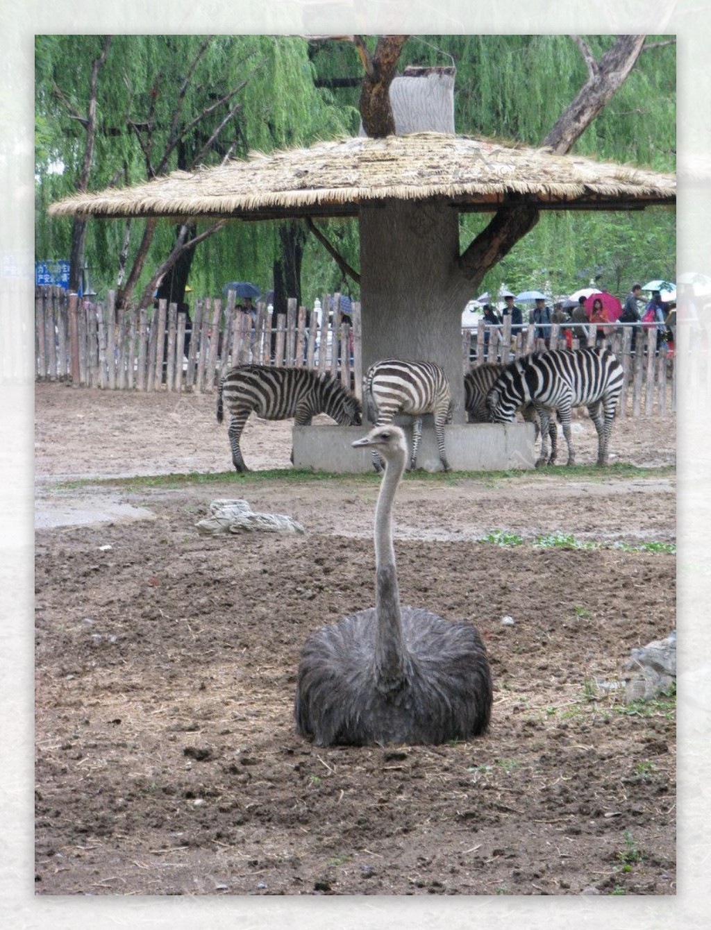 动物园鸵鸟图片