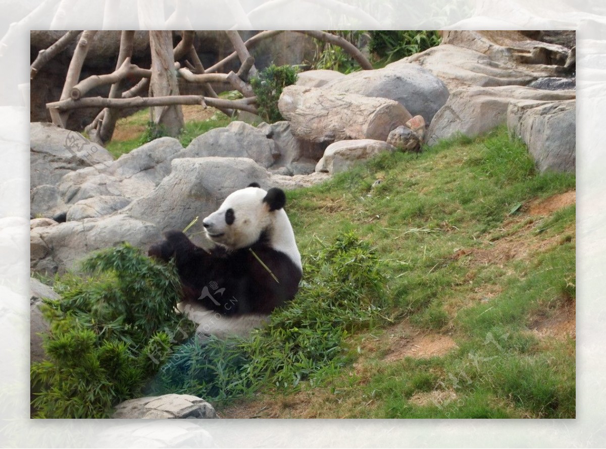 香港海洋公园熊猫图片