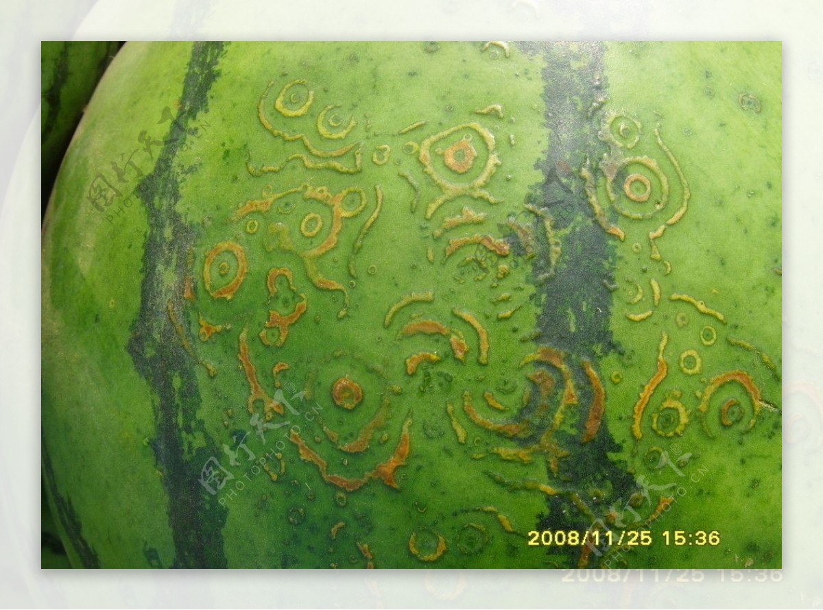 西瓜棉铃虫和斑潜蝇危害图片