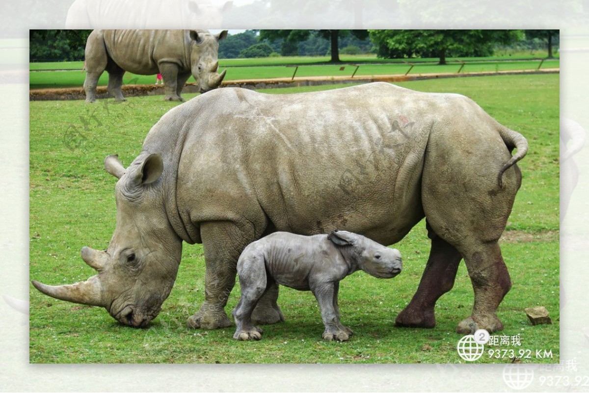 白犀牛宝宝和妈妈图片