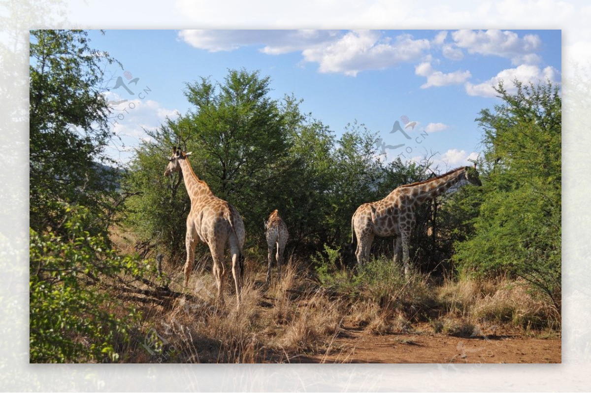 南非匹林斯堡国家野生动物园图片