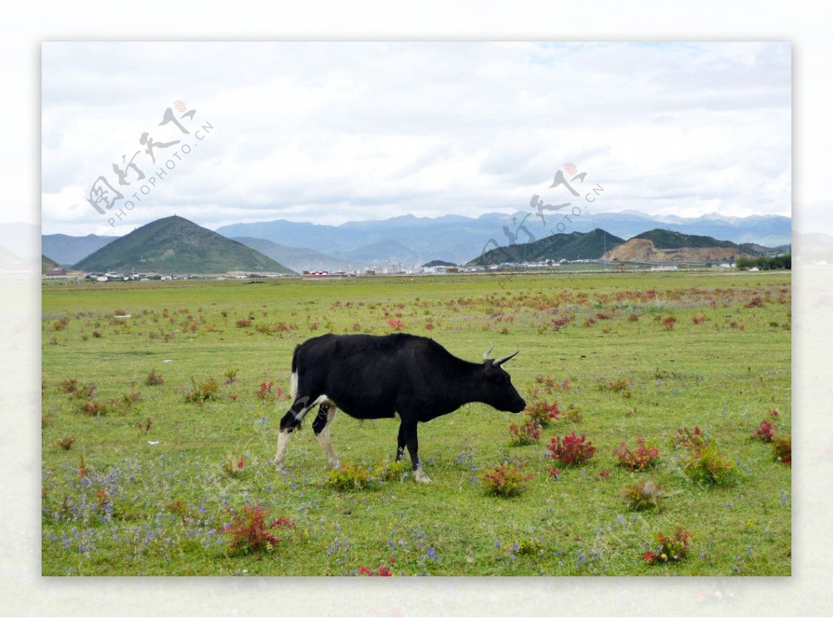香格里拉纳帕海奶牛图片