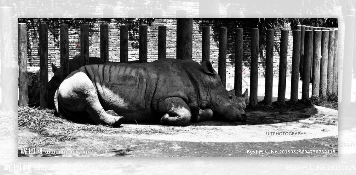 瞌睡的犀牛图片