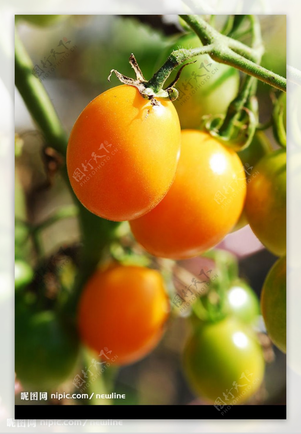 圓形果型的蕃茄图片