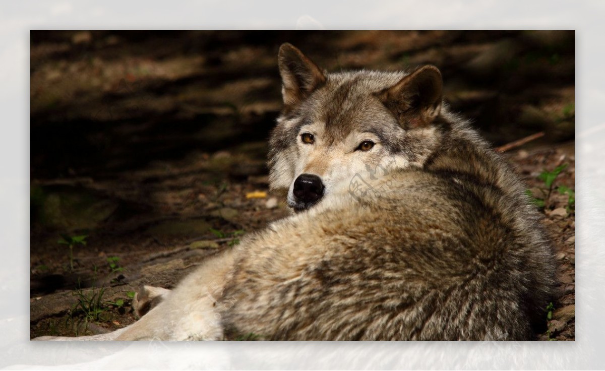 在地上休息的野狼图片