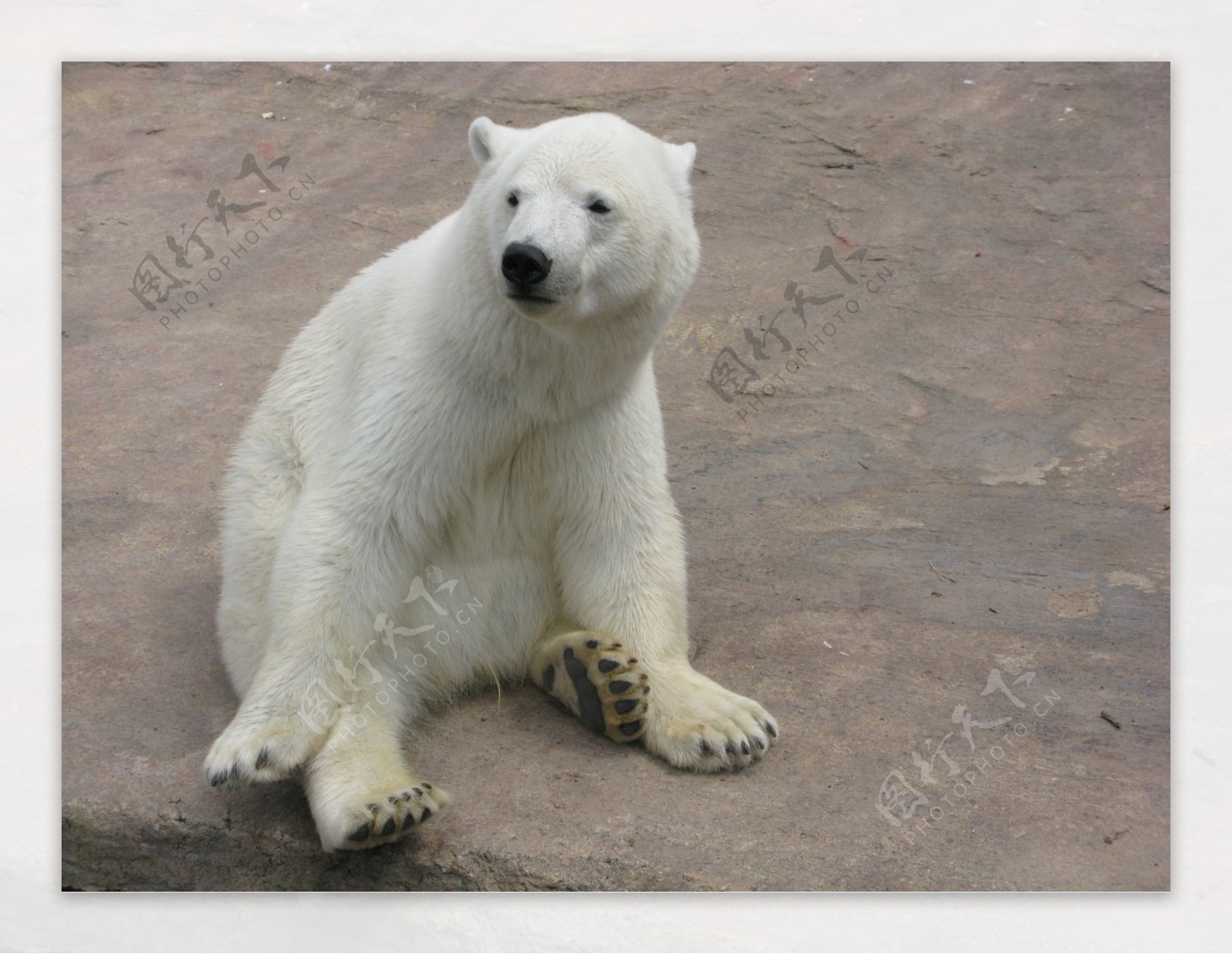 白色北极熊坐着图片