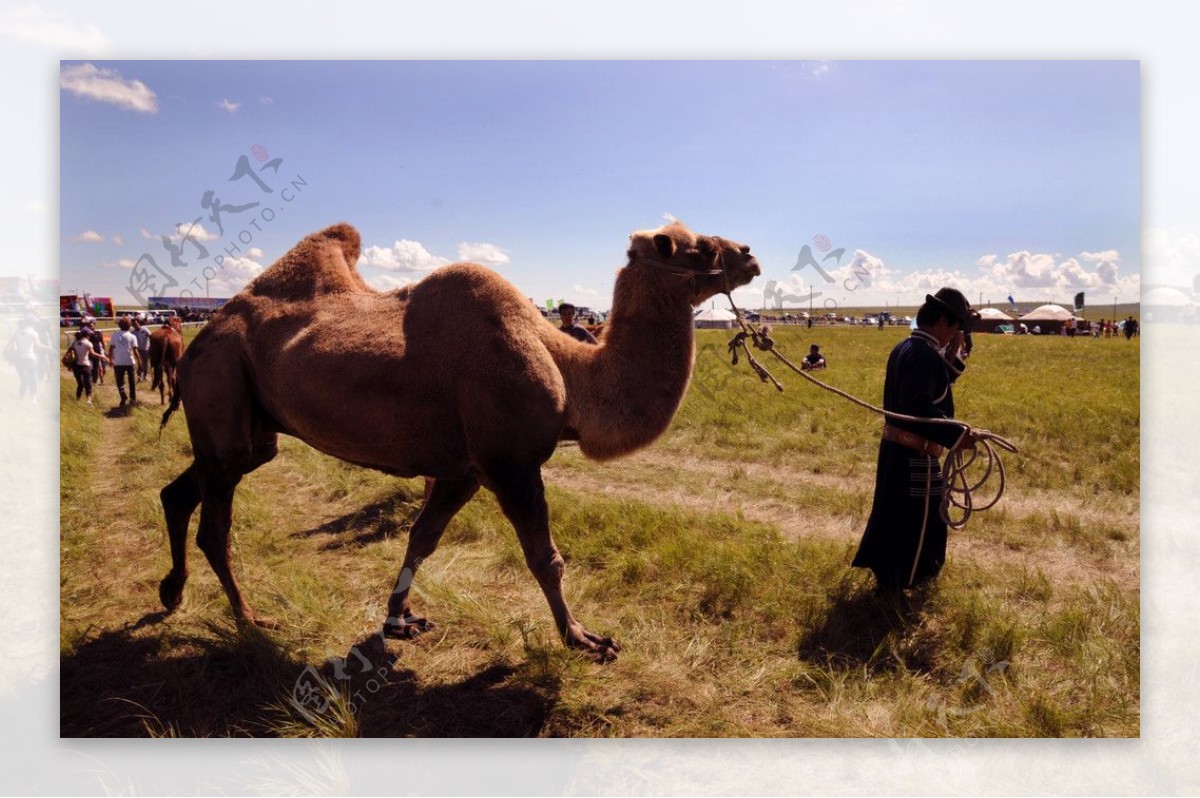骆驼牧人图片